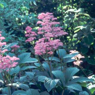 Plantes Vivaces RODGERSIA henrici en vente - Pépinière Lepage .
