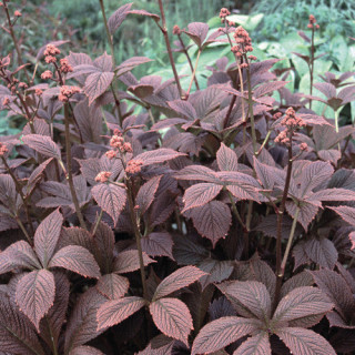 RODGERSIA pinnata 'Chocolate Wings'
