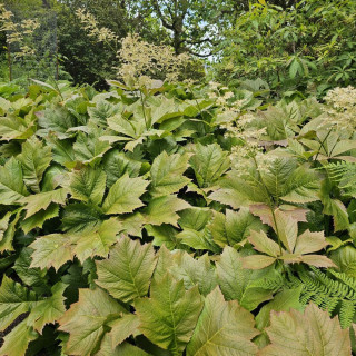 Plantes Vivaces RODGERSIA podophylla en vente - Pépinière Lepage .