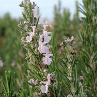 ROSMARINUS officinalis 'Albiflorus'