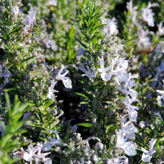 Plantes Vivaces ROSMARINUS officinalis 'Corsican Blue' - Romarin en vente - Pépinière Lepage .