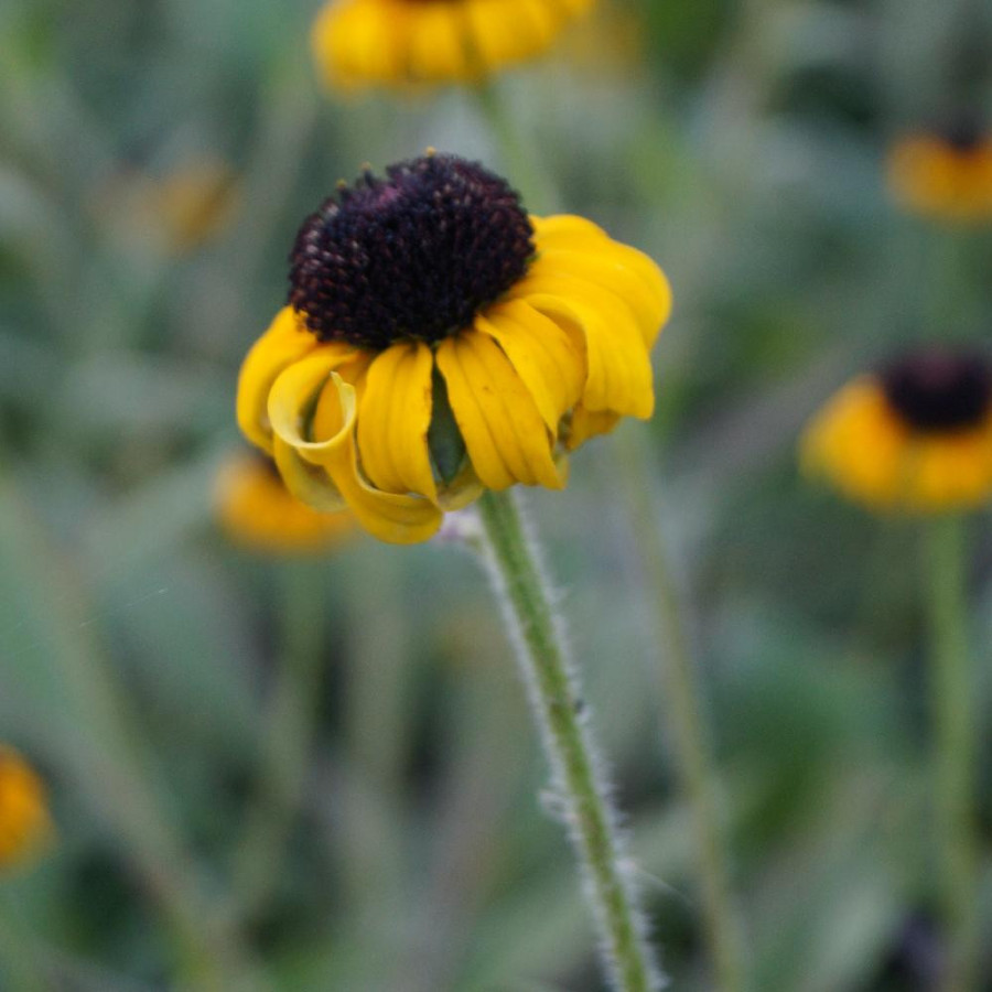 Plantes Vivaces RUDBECKIA fulgida 'American Gold Rush' ® en vente - Pépinière Lepage .