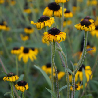 Plantes Vivaces RUDBECKIA fulgida 'American Gold Rush' ® en vente - Pépinière Lepage .