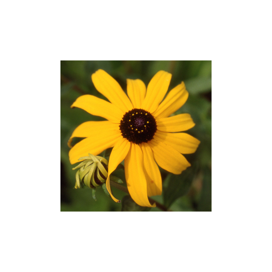 Plantes Vivaces RUDBECKIA fulgida var. speciosa en vente - Pépinière Lepage .