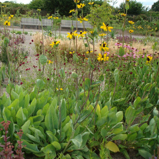 Plantes Vivaces RUDBECKIA maxima en vente - Pépinière Lepage .