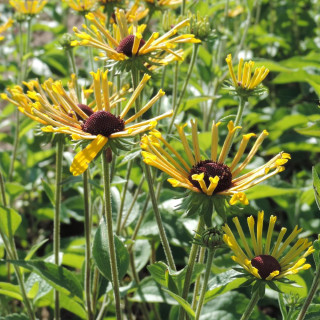 Plantes Vivaces RUDBECKIA subtomentosa 'Henry Eilers' en vente - Pépinière Lepage .