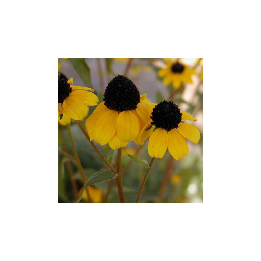 Plantes Vivaces RUDBECKIA triloba en vente - Pépinière Lepage .