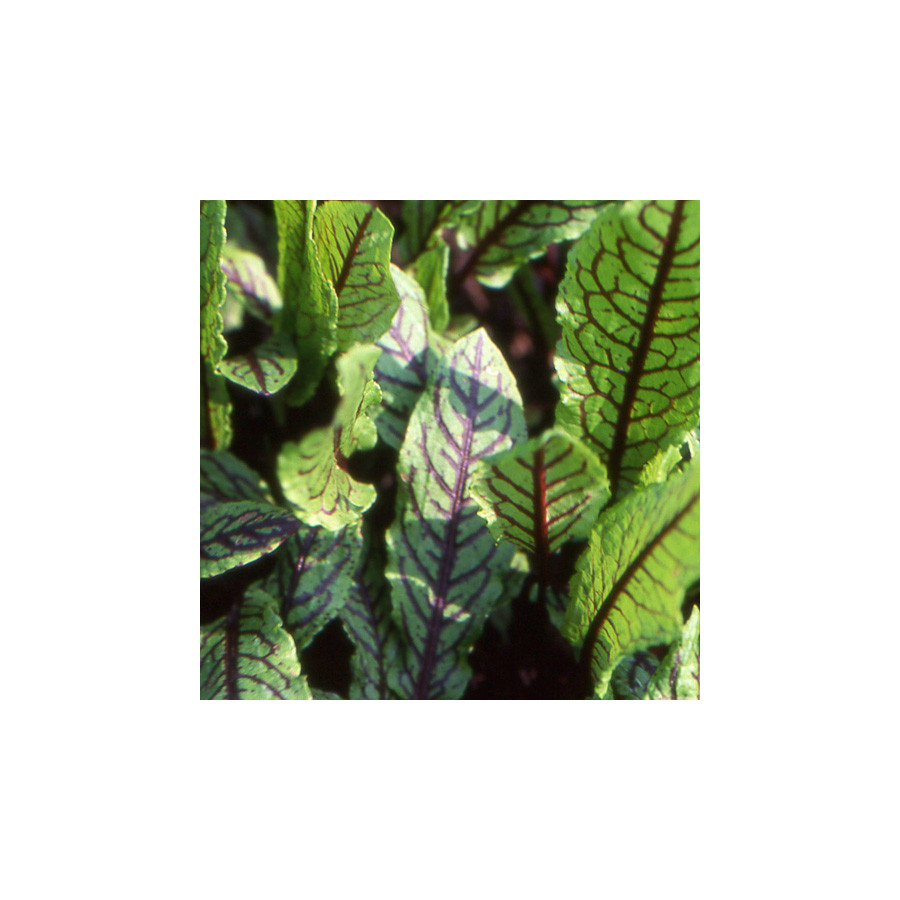 Plantes Vivaces RUMEX sanguineus var. sanguineus - Oseille vierge en vente - Pépinière Lepage .