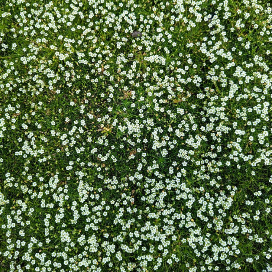 Plantes Vivaces SAGINA subulata - Sagine en vente - Pépinière Lepage .