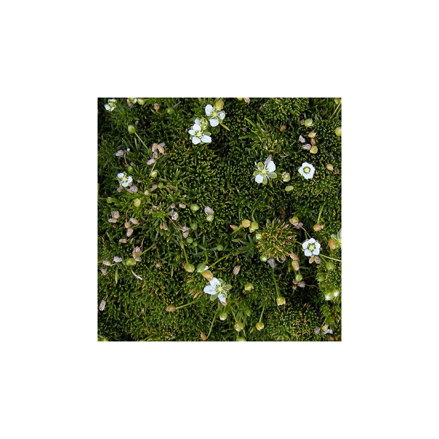 Plantes Vivaces SAGINA subulata - Sagine en vente - Pépinière Lepage .