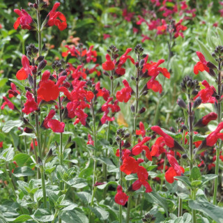 Plantes Vivaces SALVIA 'Royal Bumble' - Sauge en vente - Pépinière Lepage .