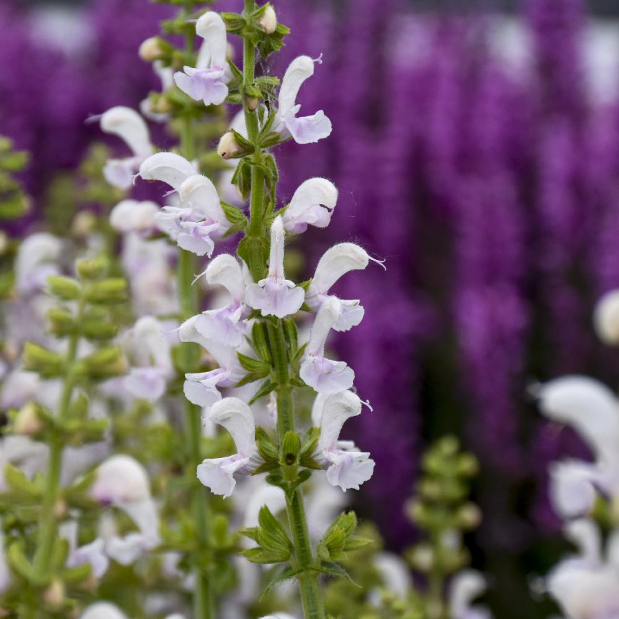 Plantes Vivaces SALVIA 'Snow Kiss' (Color Spires Series) - Sauge en vente - Pépinière Lepage .