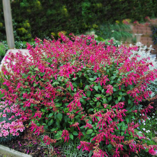 SALVIA 'Wendy's Wish'