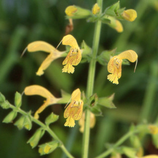 Plantes Vivaces SALVIA glutinosa - Sauge en vente - Pépinière Lepage .