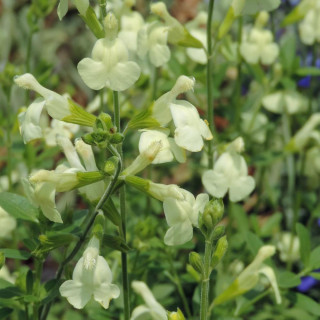 Plantes Vivaces SALVIA greggii 'Sungold' - Sauge en vente - Pépinière Lepage .