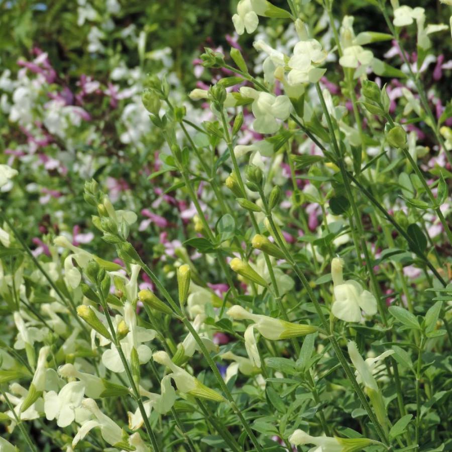 Plantes Vivaces SALVIA greggii 'Sungold' - Sauge en vente - Pépinière Lepage .