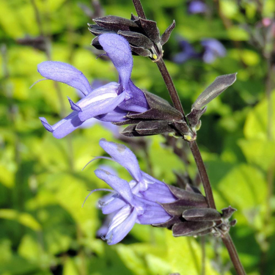 Plantes Vivaces SALVIA guaranitica 'Black and Blue' - Sauge en vente - Pépinière Lepage .