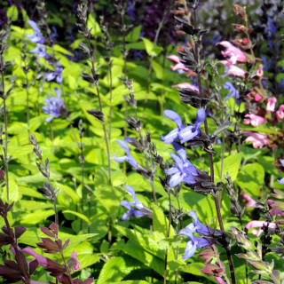Plantes Vivaces SALVIA guaranitica 'Black and Blue' - Sauge en vente - Pépinière Lepage .