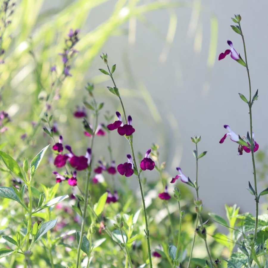 Plantes Vivaces SALVIA jamensis 'Amethyst Lips' ® - Sauge en vente - Pépinière Lepage .