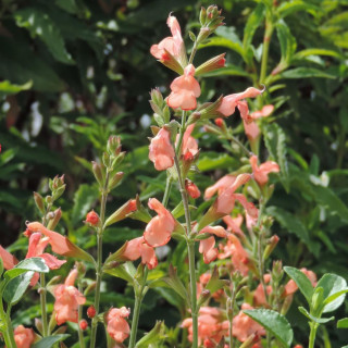 Plantes Vivaces SALVIA jamensis 'California Sunset' - Sauge en vente - Pépinière Lepage .