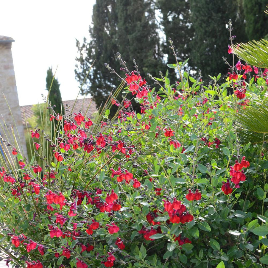 Plantes Vivaces SALVIA jamensis 'Rêve Rouge' ® en vente - Pépinière Lepage .