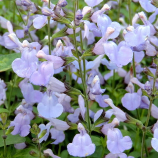 Plantes Vivaces SALVIA microphylla 'Delice Aquamarine' ® - Sauge en vente - Pépinière Lepage .