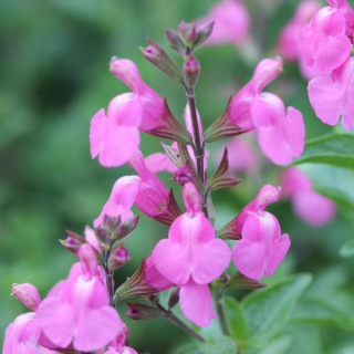 Plantes Vivaces SALVIA microphylla 'Delice Roselilac' ® - Sauge en vente - Pépinière Lepage .