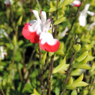 Plantes Vivaces SALVIA microphylla 'Hot Lips' en vente - Pépinière Lepage .