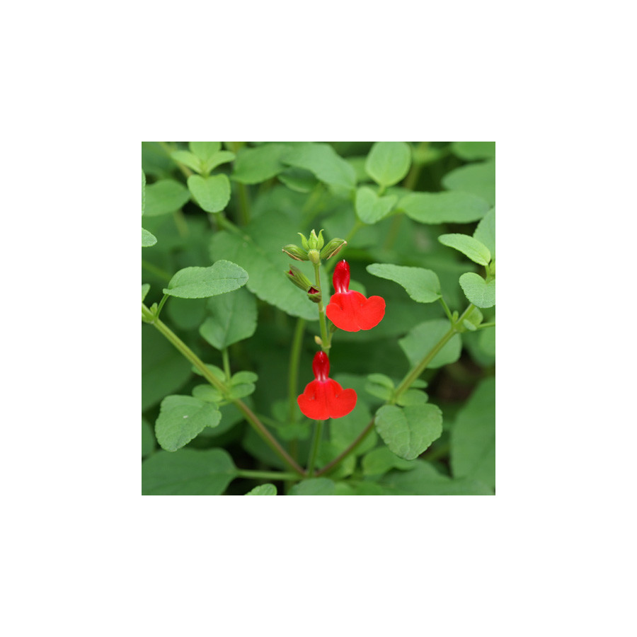 Plantes Vivaces SALVIA microphylla (grahamii) - Sauge en vente - Pépinière Lepage .