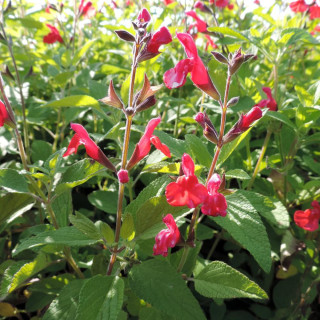 SALVIA microphylla var. neurepia