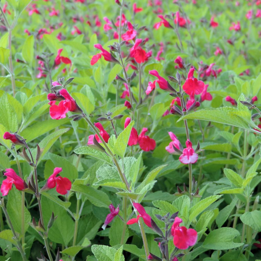 SALVIA microphylla var. neurepia