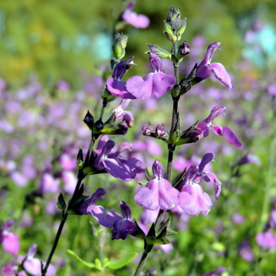 SALVIA microphylla violette