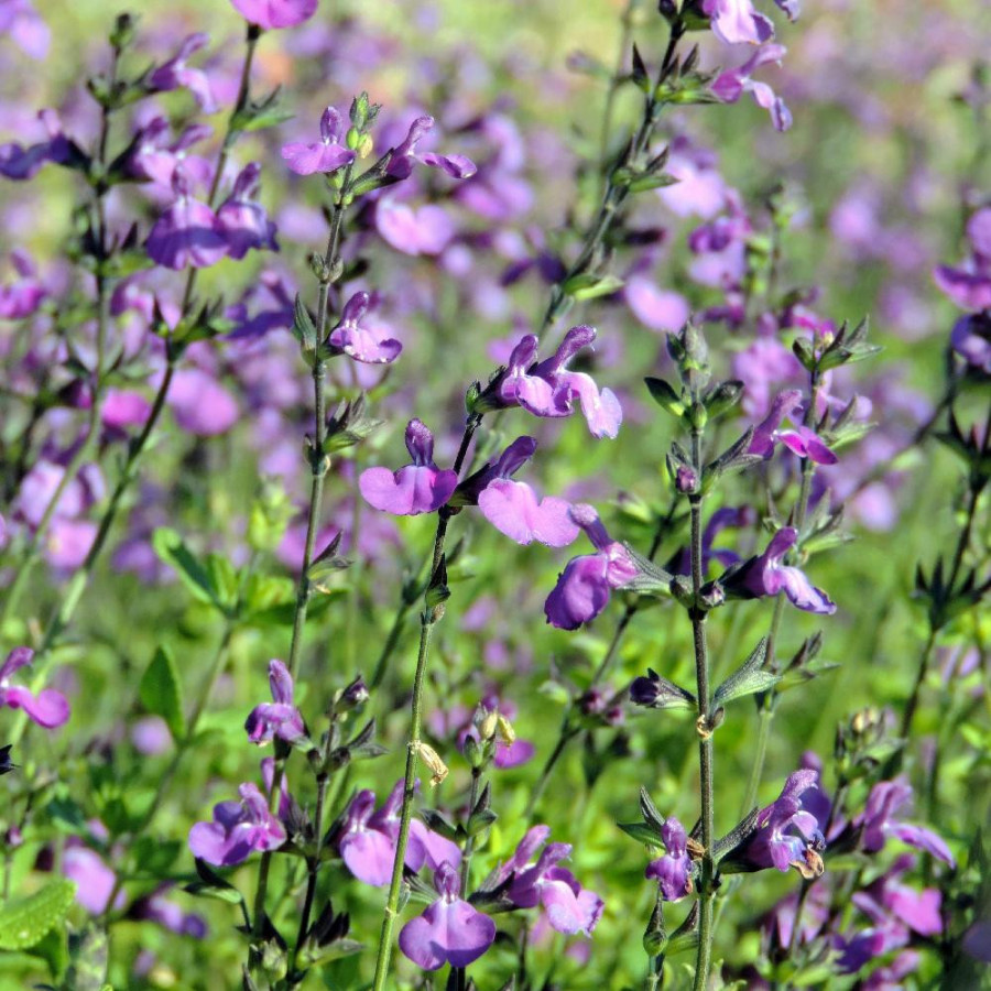 SALVIA microphylla violette