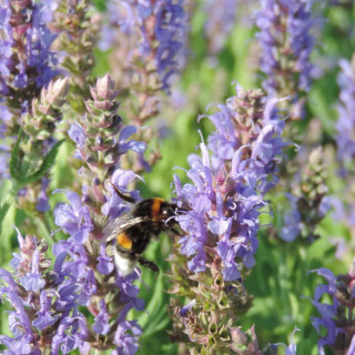 Plantes Vivaces SALVIA nemorosa 'Blauhügel' - Sauge en vente - Pépinière Lepage .