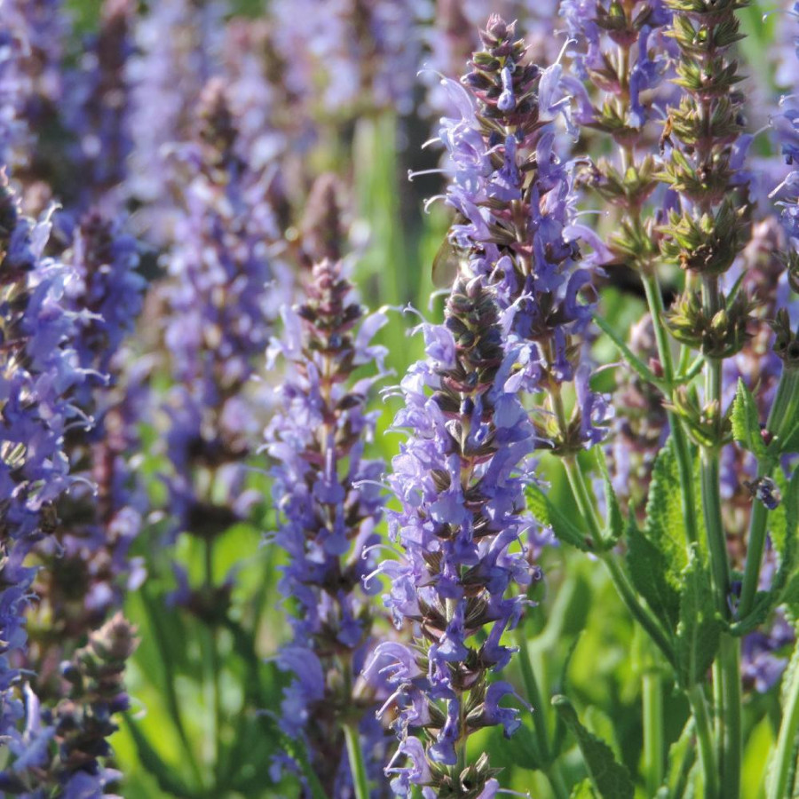 Plantes Vivaces SALVIA nemorosa 'Blauhügel' - Sauge en vente - Pépinière Lepage .