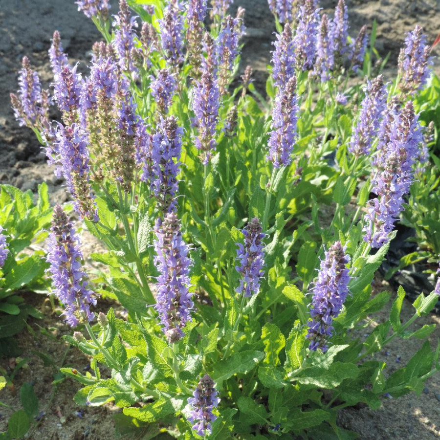 Plantes Vivaces SALVIA nemorosa 'Blauhügel' - Sauge en vente - Pépinière Lepage .