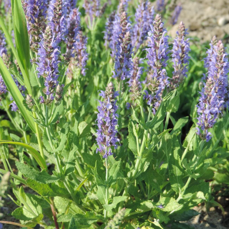 Plantes Vivaces SALVIA nemorosa 'Blauhügel' - Sauge en vente - Pépinière Lepage .