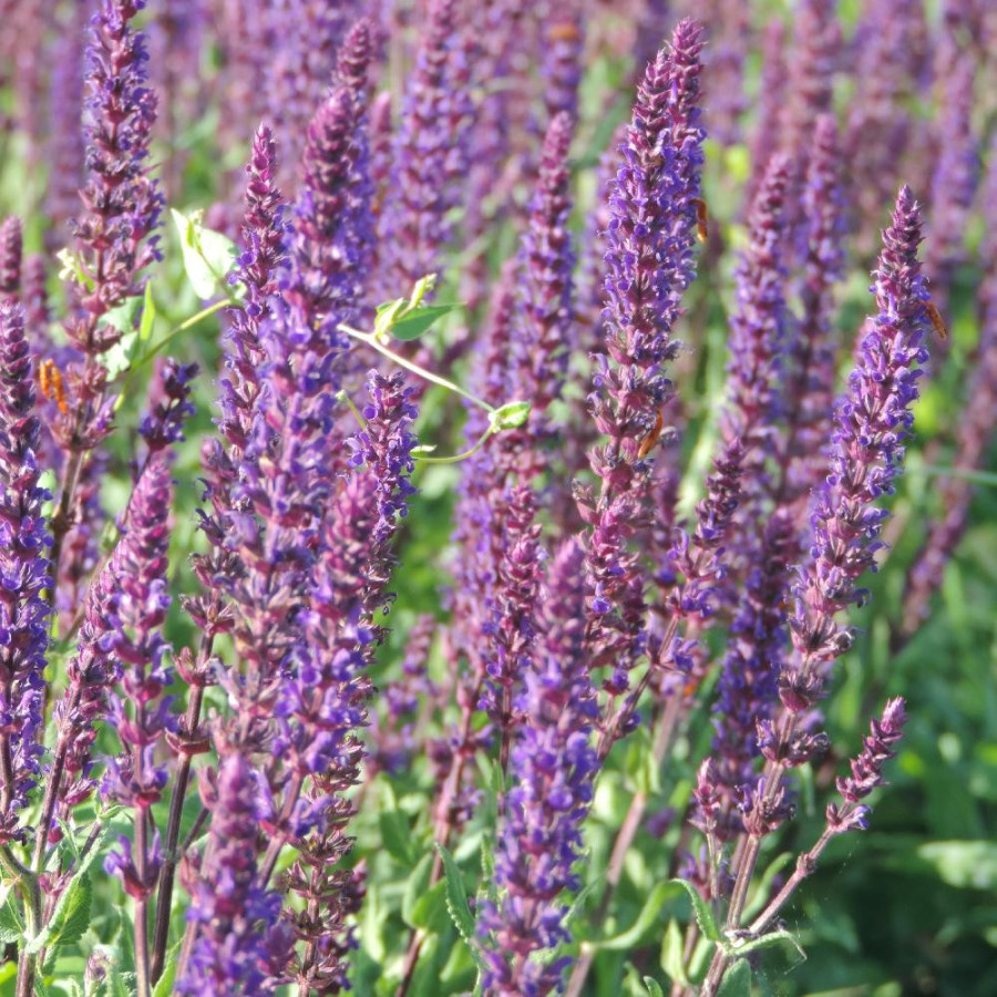 Plantes Vivaces SALVIA nemorosa 'Caradonna' - Sauge en vente - Pépinière Lepage .