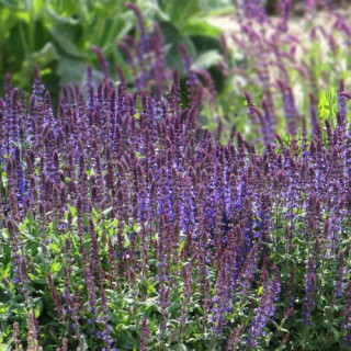 Plantes Vivaces SALVIA nemorosa 'New dimension Blue' - Sauge en vente - Pépinière Lepage .