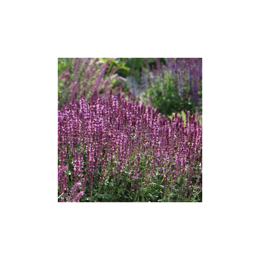 Plantes Vivaces SALVIA nemorosa 'New dimension Rose' - Sauge en vente - Pépinière Lepage .