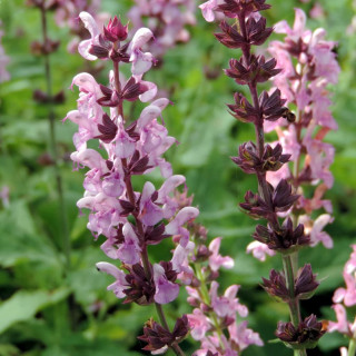 Plantes Vivaces SALVIA nemorosa 'Rose Queen' ('Rosakönigin') - Sauge en vente - Pépinière Lepage .