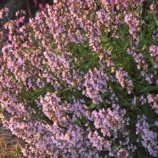 Plantes Vivaces SALVIA officinalis 'Aubigné sur Layon' - Sauge en vente - Sauge officinale en vente - Pépinière Lepage .