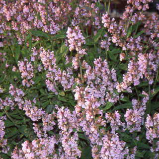 Plantes Vivaces SALVIA officinalis 'Aubigné sur Layon' - Sauge en vente - Sauge officinale en vente - Pépinière Lepage .