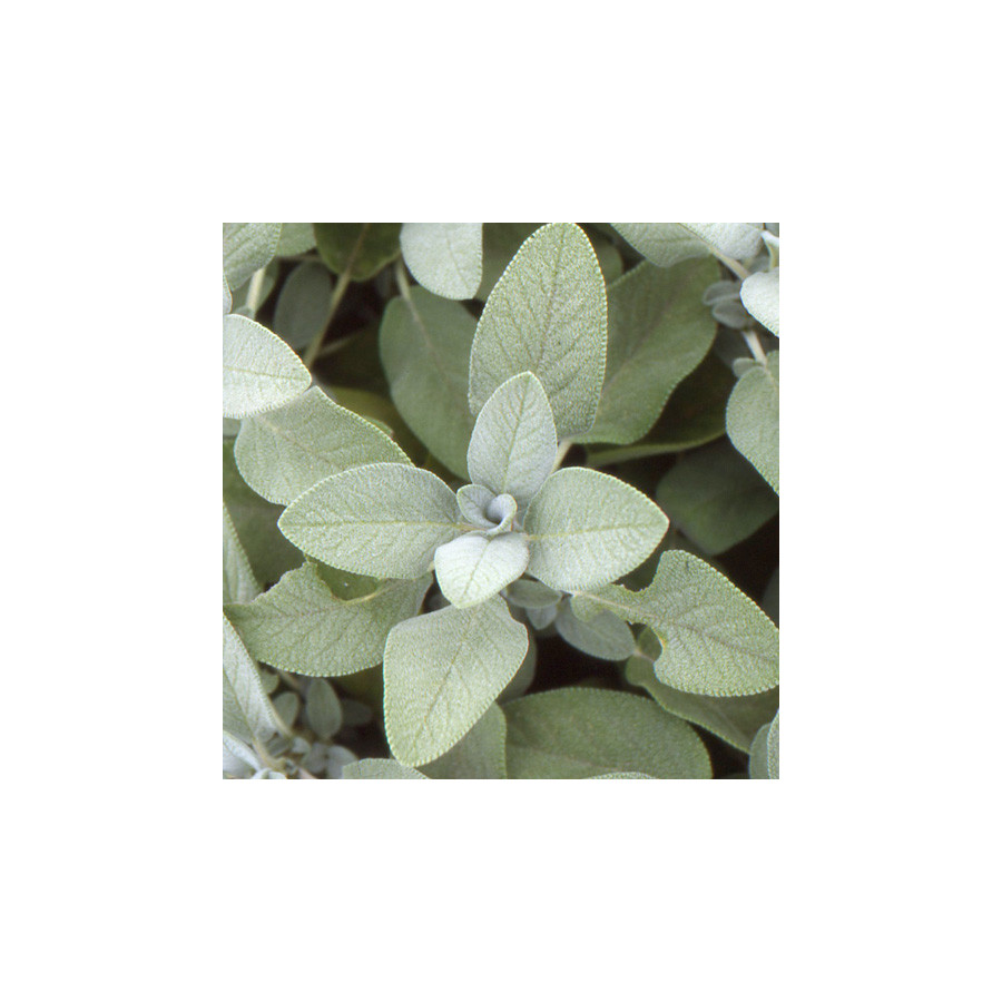 Plantes Vivaces SALVIA officinalis 'Berggarten' - Sauge en vente - Pépinière Lepage .