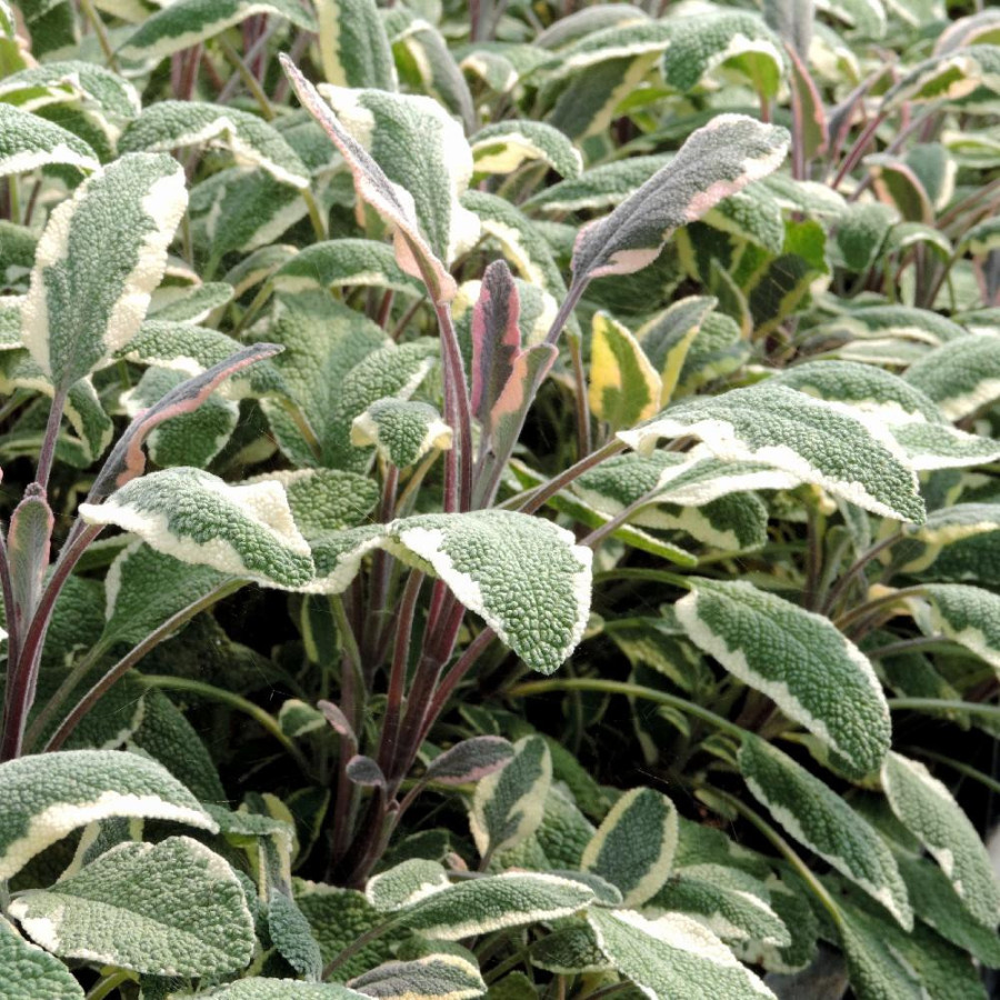 Plantes Vivaces SALVIA officinalis 'Tricolor' - Sauge en vente - Pépinière Lepage .