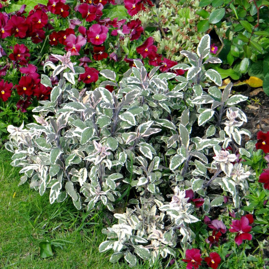 Plantes Vivaces SALVIA officinalis 'Tricolor' - Sauge en vente - Pépinière Lepage .