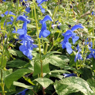 Plantes Vivaces SALVIA patens - Sauge en vente - Pépinière Lepage .