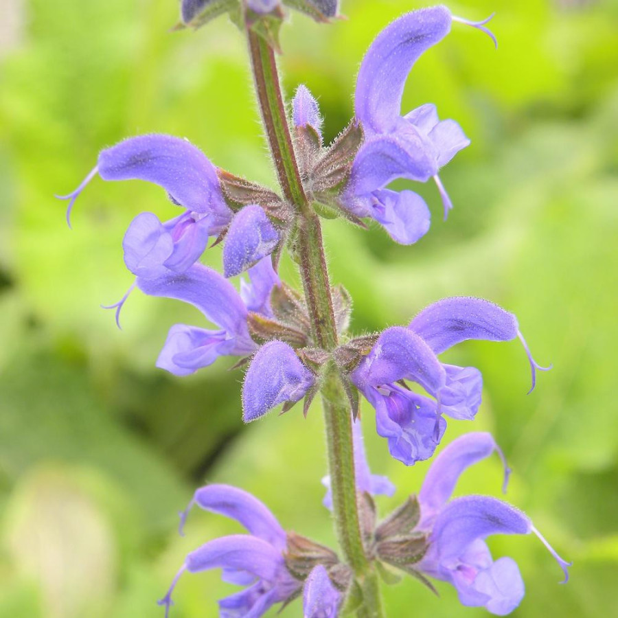 Plantes Vivaces SALVIA pratensis - Sauge en vente - Sauge des prés en vente - Pépinière Lepage .