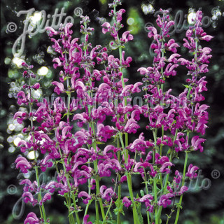 SALVIA pratensis 'Sweet Esmeralda'