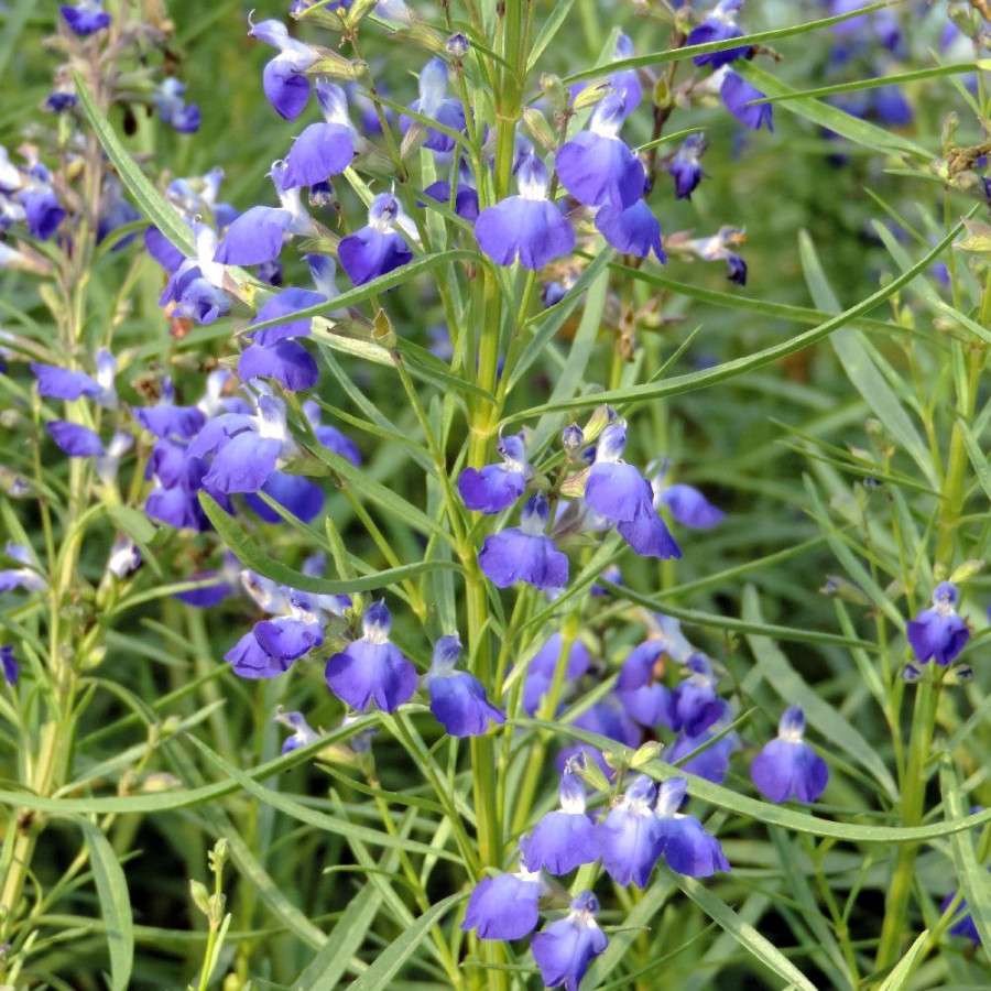 Plantes Vivaces SALVIA reptans - Sauge en vente - Myrte Cobalt en vente - Pépinière Lepage .